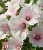 Lavatera trimestris 