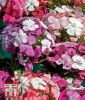 Dianthus barbatus "Kaleidoscope Mixed" - Bartnelke