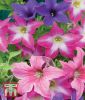 Petunia x hybrida "Sparklers" - Petunie