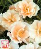Eschscholzia californica "Peach Sorbet" - Kalifornischer Mohn