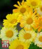 Calendula officinalis "Fruit Twist" - Ringelblume