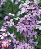 Hesperis matronalis - Nachtviole