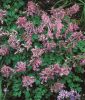 Corydalis solida - Gefingerter Lerchensporn