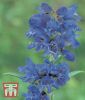 Penstemon heterophyllus "True Blue" - Bartfaden