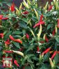 Peperoni "Basket of Fire F1" - Capsicum frutescens