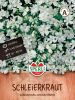 Gypsophila elegans - Schleierkraut
