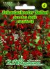 Salvia coccinea - Blutsalbei, Scharlachroter Salbei