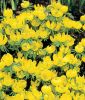 Eranthis hyemalis - Winterling