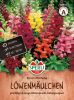 Antirrhinum majus "SPERLI