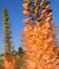Eremurus isabellinus "Cleopatra" - Steppenkerze