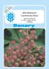 Ricinus communis "Carmencita Rosa" - Wunderbaum