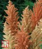 Amaranthus paniculatus 