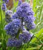 Muscari armeniacum "Fantasy Creation" - Gefllte Armenische Traubenhyazinthe
