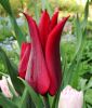 Lilienbltige Tulpe Lasting Love