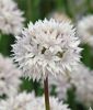 Allium amplectens "Graceful Beauty" - Schmalblttriger Zierlauch