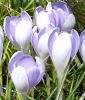 Groblumiger Krokus Crocus vernus "Vanguard"