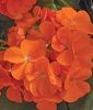 Pelargonium zonale "Maverick F1 Orange" - Stehende Pelargonie
