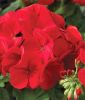 Pelargonium zonale "Maverick F1 Scarlet" - Stehende Pelargonie
