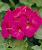 Pelargonium zonale "Maverick F1 Violet" - Stehende Pelargonie