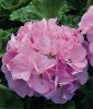 Pelargonium zonale "Maverick F1 Quicksilver" - Stehende Pelargonie