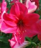 Hippeastrum - Amaryllis "Pink Rival" (Zimmerpflanze)