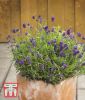 Lavandula angustifolia "Mini Blue" - Lavendel