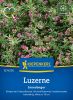 Luzerne - Medicago sativa - Grndnger