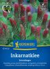 Inkarnatklee, Rosenklee - Trifolium incarnatum var. sativum - Grndnger
