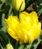 Geflltblhende frhe Tulpe Monte Carlo