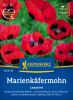 Papaver commutatum "Ladybird" - Marienkfermohn