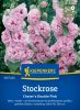 Alcea rosea "Chaters Double Pink" - Stockrose