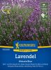 Lavandula angustifolia "Hidcote Blue Strain" - Lavendel