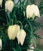 Fritillaria meleagris 