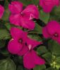 Impatiens walleriana "Lollipop F1 Pomgranate Carmine" - Fleiiges Lieschen