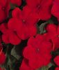 Impatiens walleriana "Lollipop F1 Cherry Red" - Fleiiges Lieschen