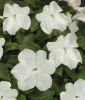 Impatiens walleriana "Lollipop F1 Coconut White" - Fleiiges Lieschen
