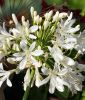 Agapanthus africanus 