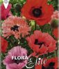 Papaver orientale "Mischung" (Trkischer Mohn)