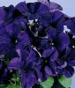 Petunia grandiflora "Parade Plus F1 Blue" - Petunie