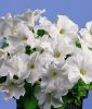 Petunia grandiflora "Parade Plus F1 White" - Petunie