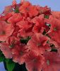 Petunia grandiflora "Parade Plus F1 Salmon" - Petunie