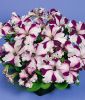 Petunia grandiflora "Parade F1 Burgundy Star" - Petunie