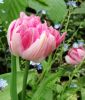 Geflltblhende frhe Tulpe Peach Blossom