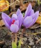 Crocus ligusticus - Ligurischer Herbstkrokus