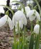 Galanthus elwesii - Grobltiges Schneeglckchen