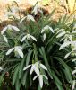 Galanthus nivalis - Kleines Wald-Schneeglckchen