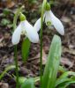 Galanthus woronowii - Woronow-Schneeglckchen