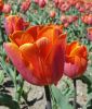 Triumph-Tulpe Caro