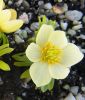 Eranthis hyemalis "Schwefelglanz"