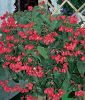 Begonia x hybrida 